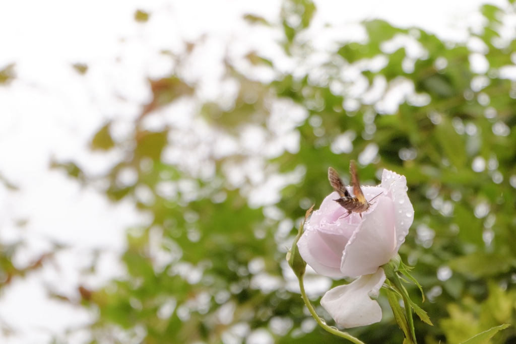 薔薇と蜜蜂