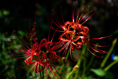 曼珠沙華
