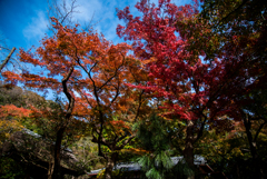 紅葉#2