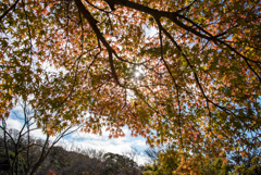 紅葉#1