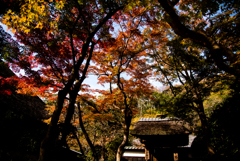 紅葉#3