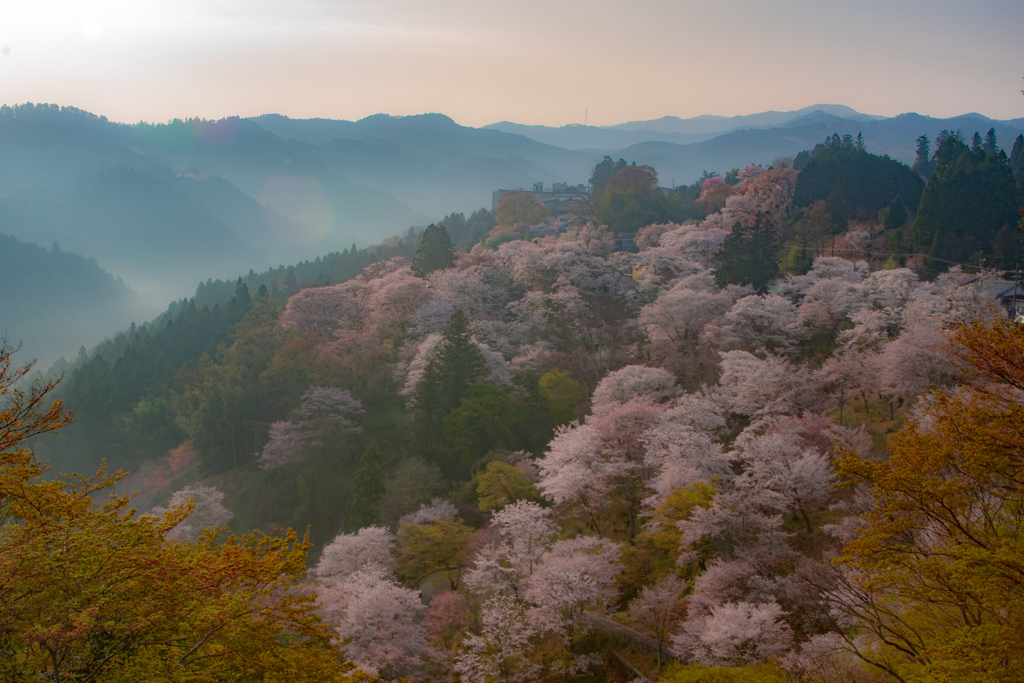 吉野の桜