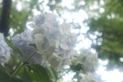 白い紫陽花の花言葉