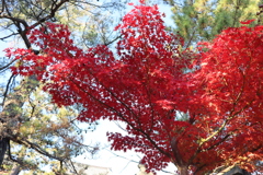 法隆寺の紅葉