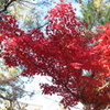 法隆寺の紅葉