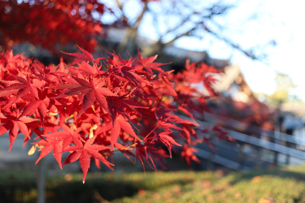 法隆寺の紅葉