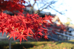 法隆寺の紅葉