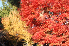 法隆寺の紅葉