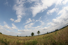 のどかなロップリの風景
