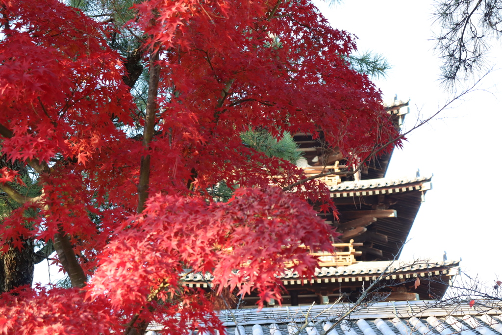 法隆寺の紅葉