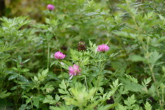 秋の草花１