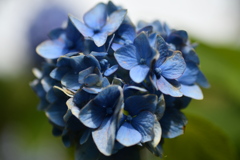近所の紫陽花
