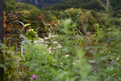 秋の草花２