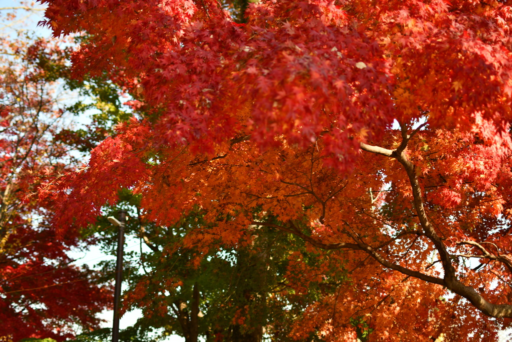 紅葉１