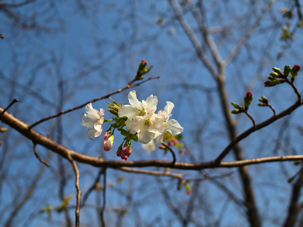 20200321: Flowering declaration