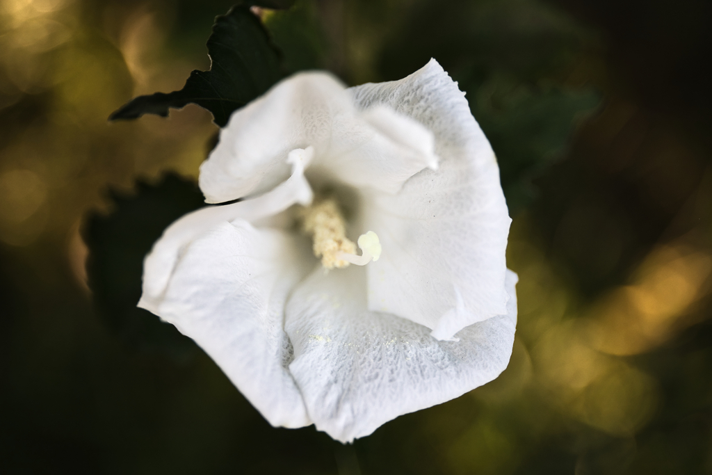 Datura inoxia