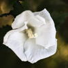 Datura inoxia