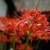 A Study in Scarlet