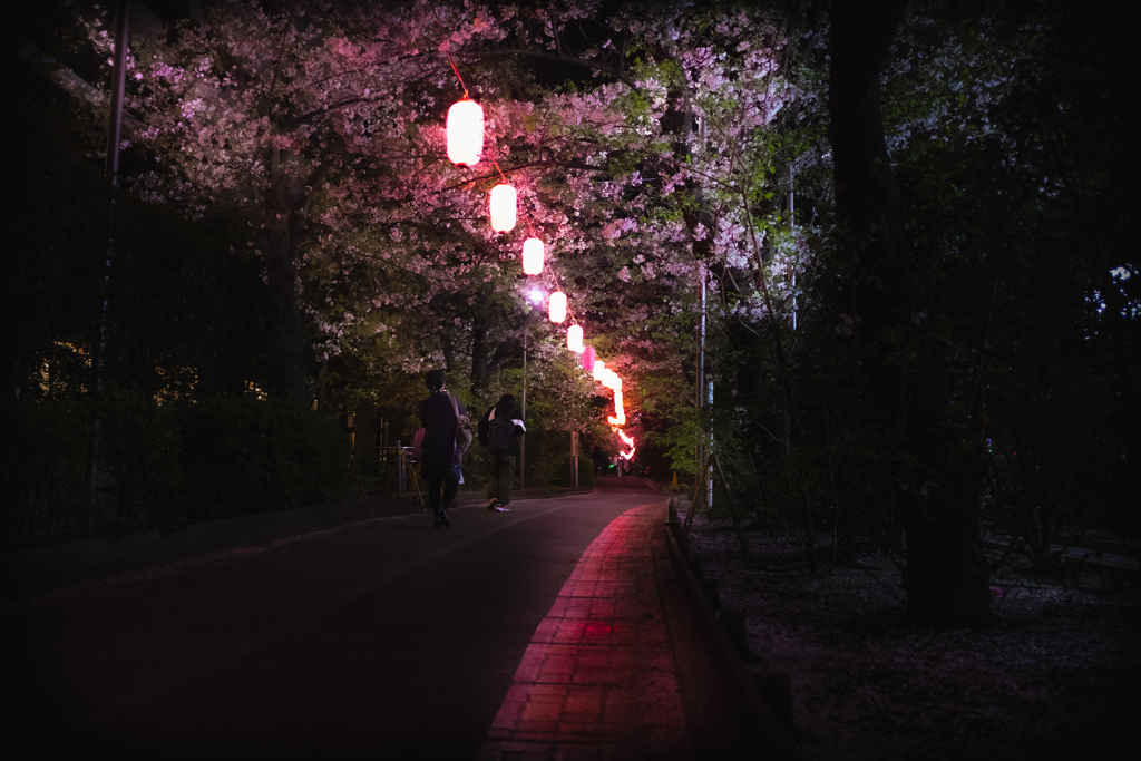 Road of the cherry blossoms at night