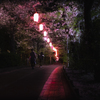 Road of the cherry blossoms at night