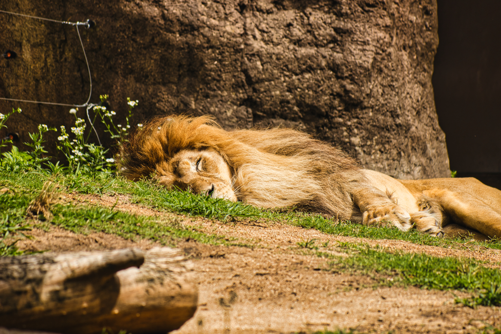 The lion sleeps afternoon