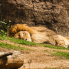 The lion sleeps afternoon