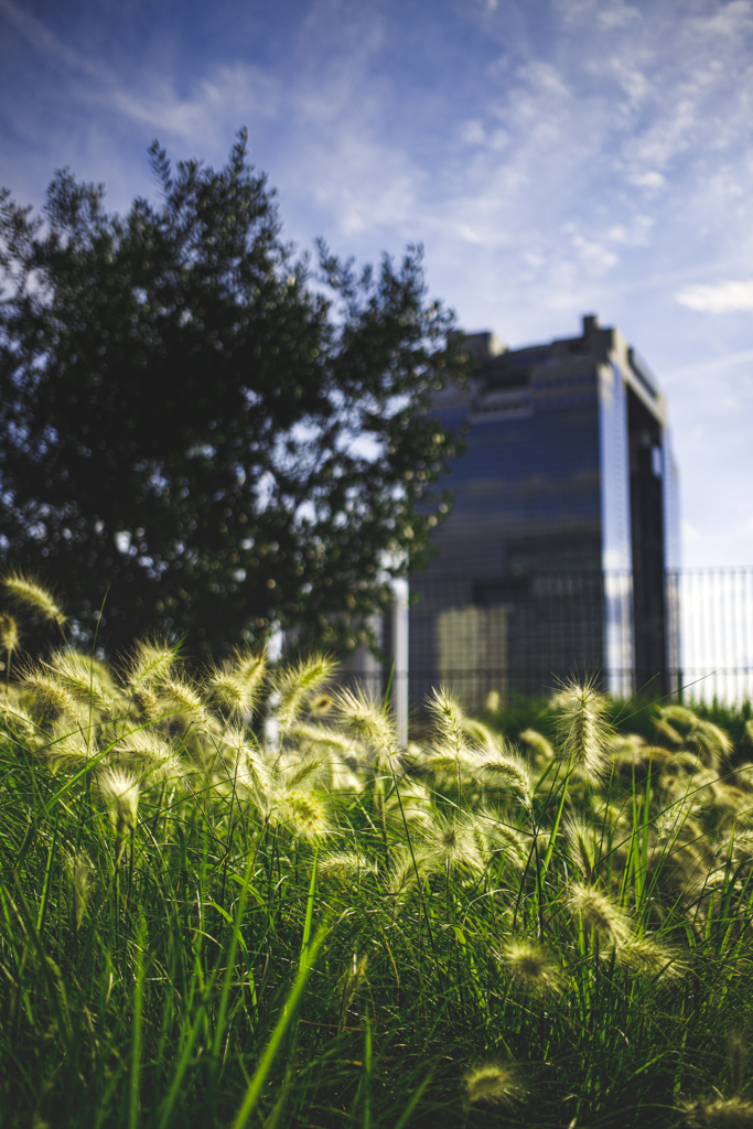 Rooftop greening: Today in 2020