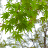 Transparent green