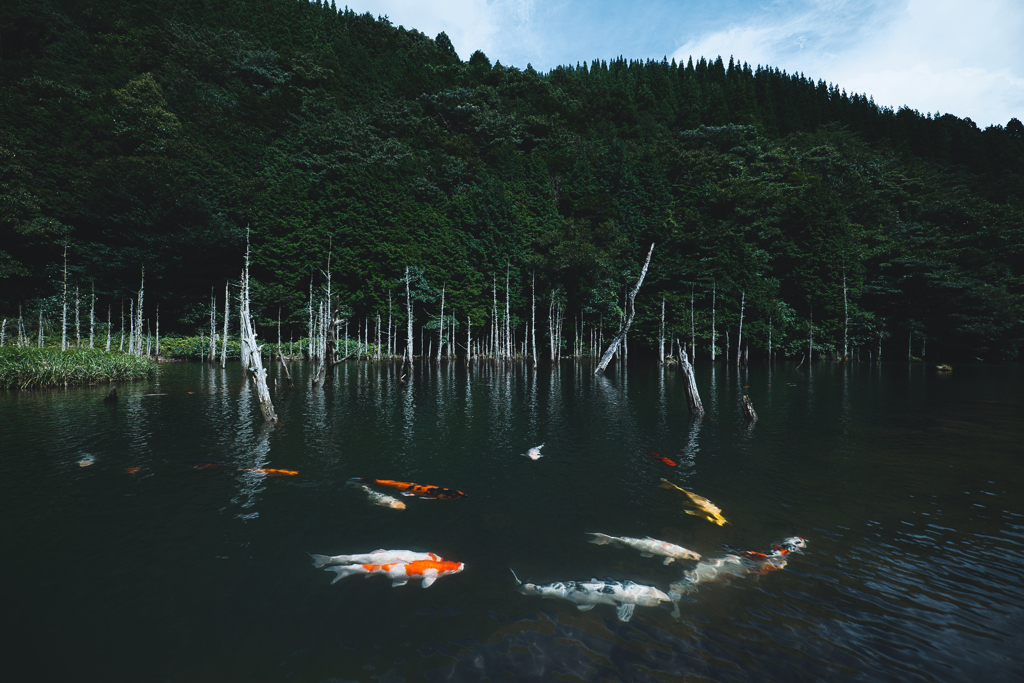 Carp Paradise