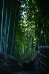 Through the bamboo forest