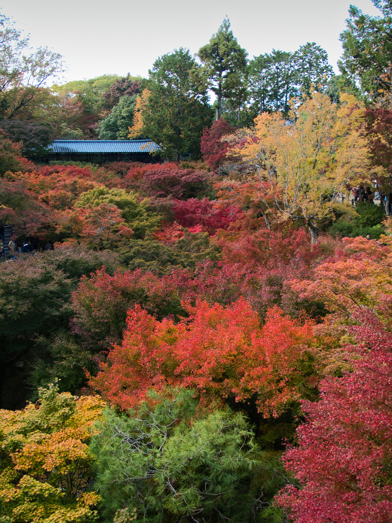 Green, Yellow, Orange, Red, and so on