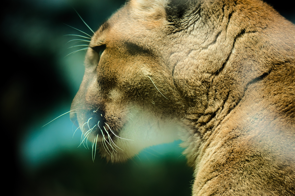 Profile