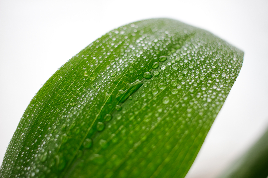 Misty blow: Freshness