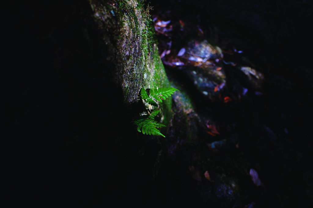 Seeking a faint light