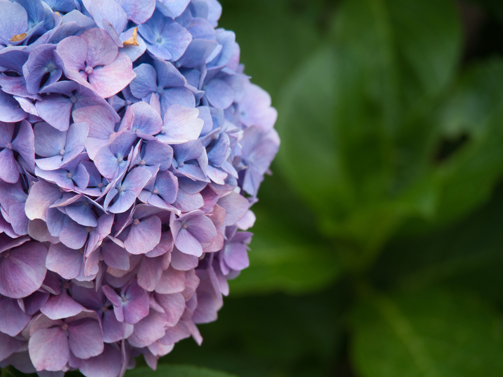 Purple gradient