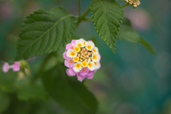 Lantana camara = シチヘンゲ（七変化）