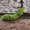 Mothra larva