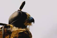 Peregrine Falcon