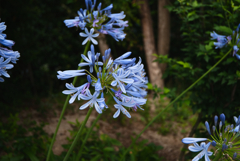 African lily