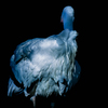 Misidentified as a crane