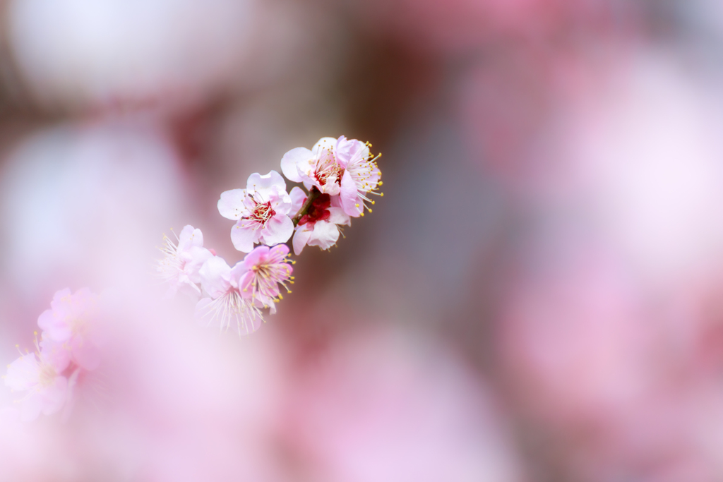 Purity