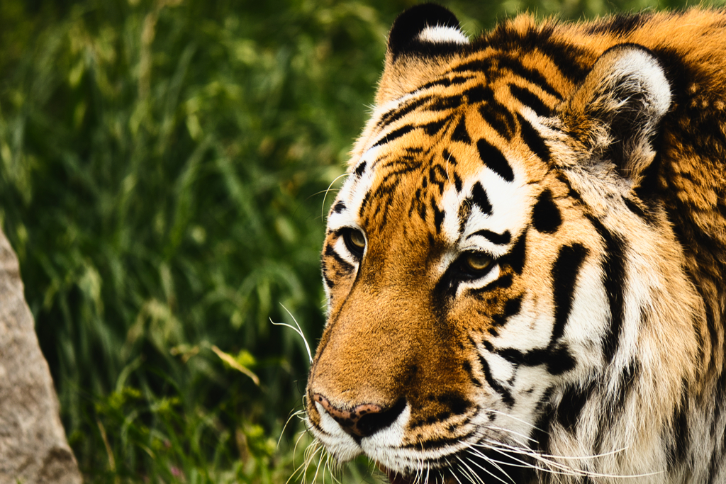 Eye of The Tiger