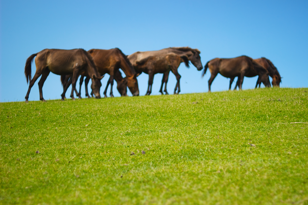 Wild Horses