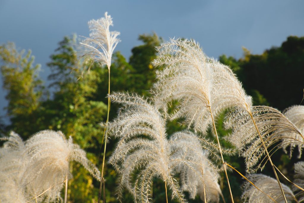 Wind is the color of autumn