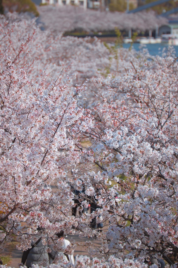 5 minutes by bicycle: full bloom