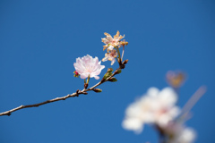 十月桜