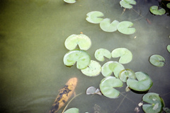 出てこい池の鯉