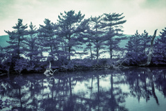 沼に映る木