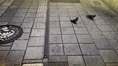 閑古鳥が二匹
