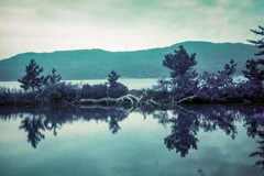 沼に映る木